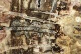Free-Standing, Polished Petrified Wood - Madagascar #246112-1